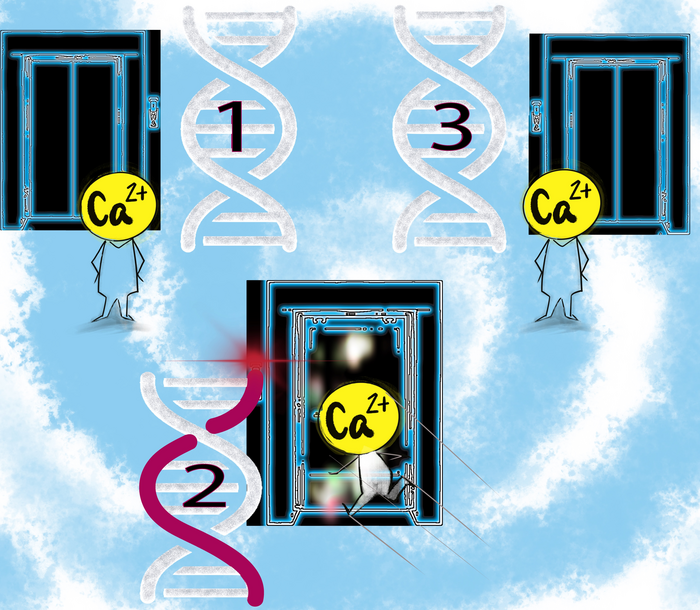 Abnormalities in CALM genes