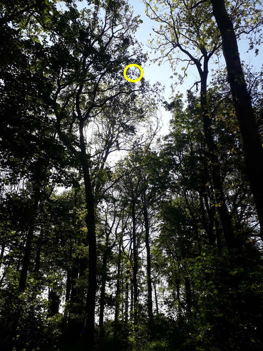 A sample site high in the woodland canopy, credit University of East Anglia