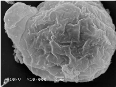 Untreated Human Embryonic Stem Cell