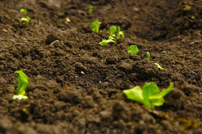 Abundance of microplastics found in biosolids used on farms.