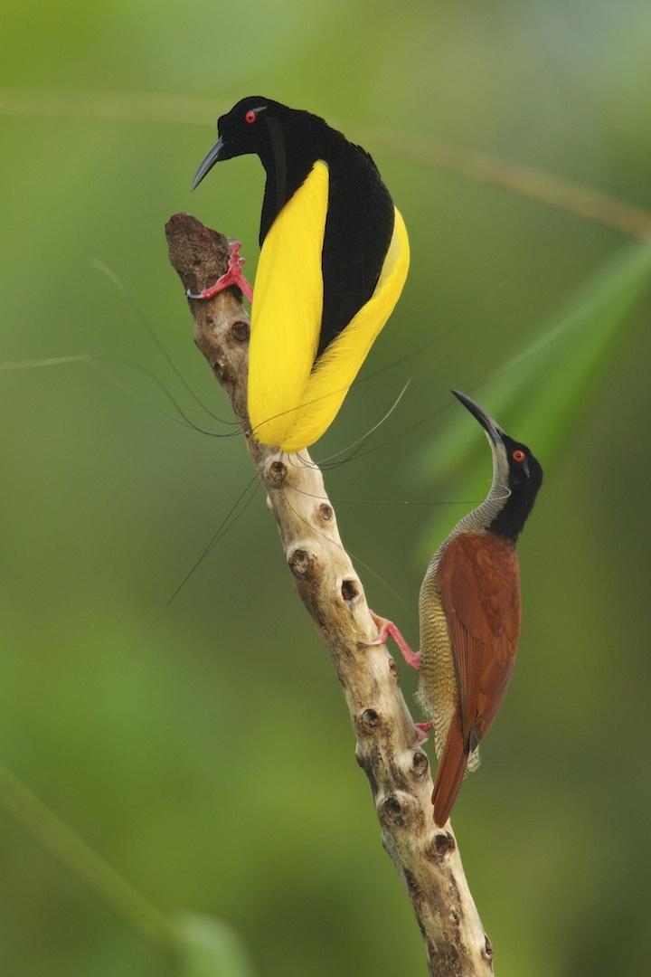 Among Birds-of-Paradise, Good Looks Are Not Enough to Win a Mate