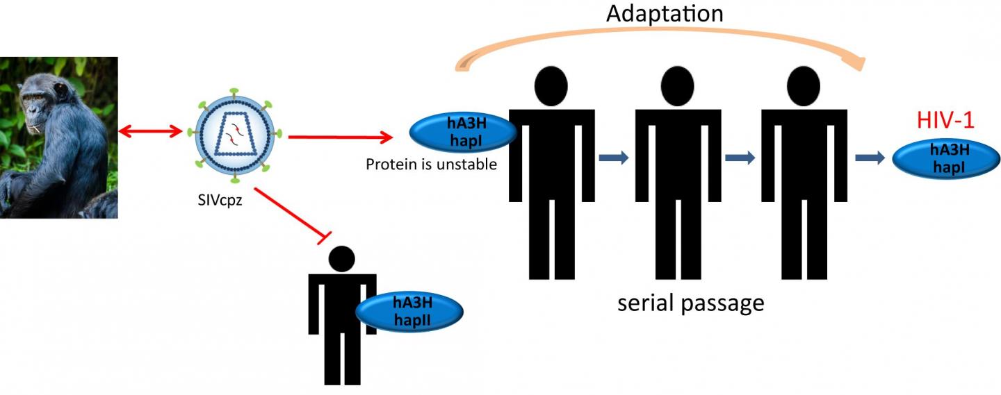 Anti-Virus Protein in Humans May Resist Transmission of HIV-1 Precursor from Chimps