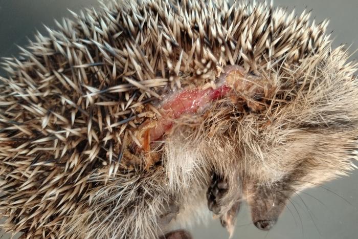 Hedgehogs being injured by robotic lawn mowers are asignificant but solvable animal welfare and conservation problem