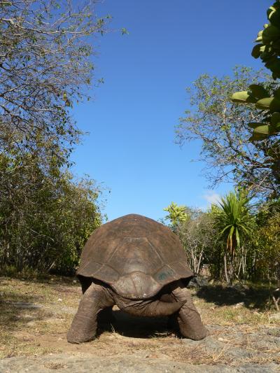 Aldabra Tortoise (<I>Aldabrachelys gigantea</I>) (2 of 3)