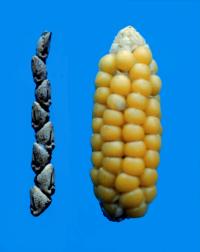 Teosinte and Reconstructed Primitive Corn