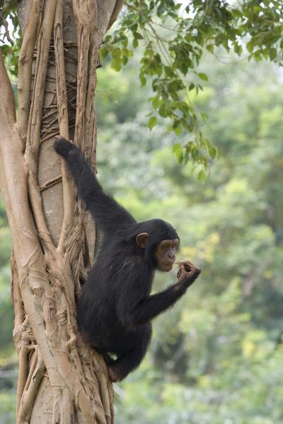 Chimpanzee