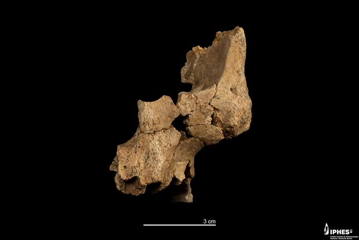 Original fossil (ATE7-1) of the midface of a hominin assigned to Homo aff. erectus recovered at level TE7 of the Sima del Elefante (Sierra de Atapuerca, Burgos).