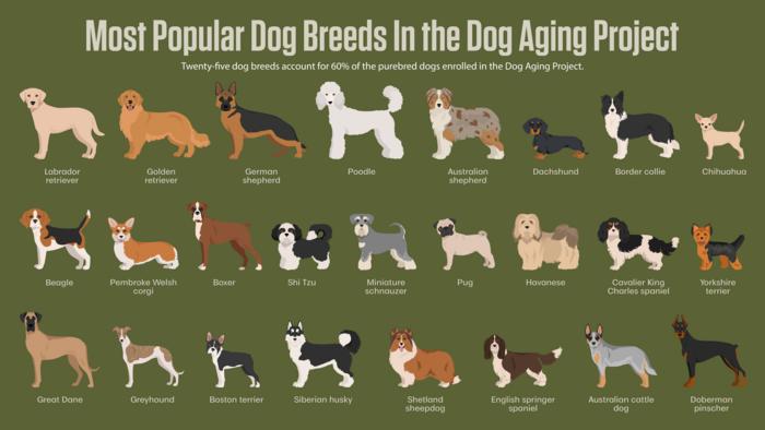 Most Popular Dog Breeds