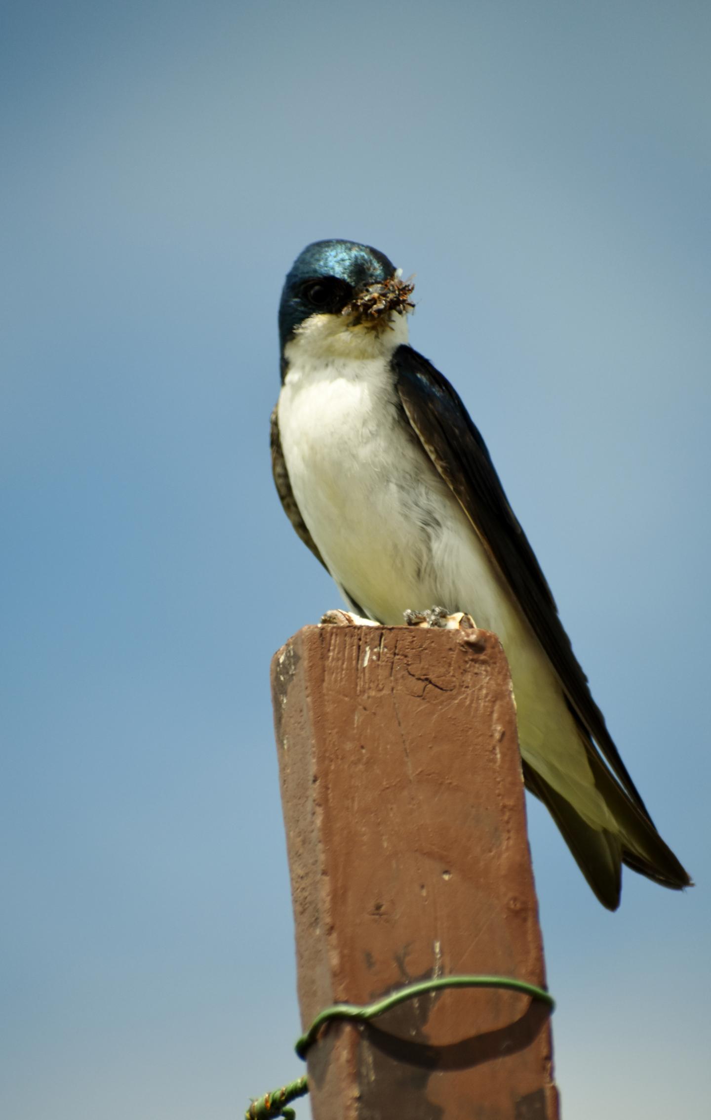 Tree Swallow with Prey