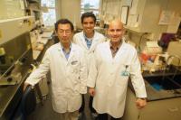 Lipid Plays Big Role in Embryonic Development