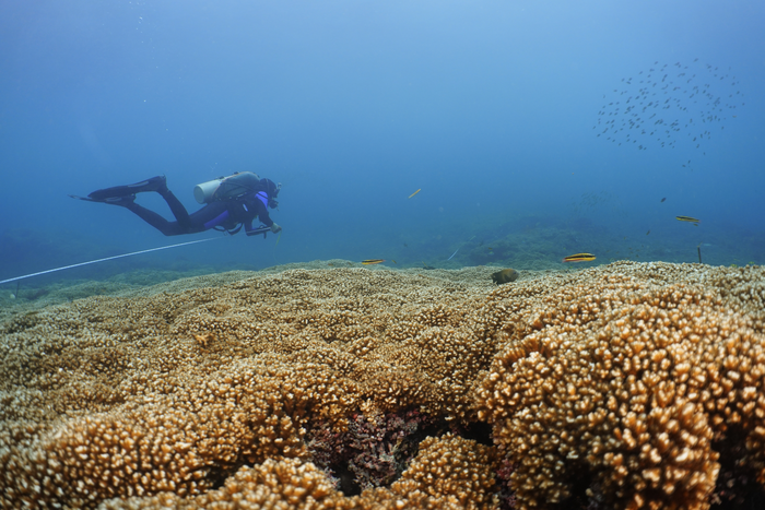 Coral Reefs in the Eastern Pacific Could Survive into the 2060s, New Study Finds