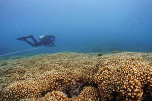 Coral Reefs in the Eastern Pacific Could Survive into the 2060s, New Study Finds