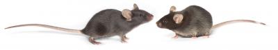 Comparing Strains of Lab Mice Reveals Mutations (9 of 9)