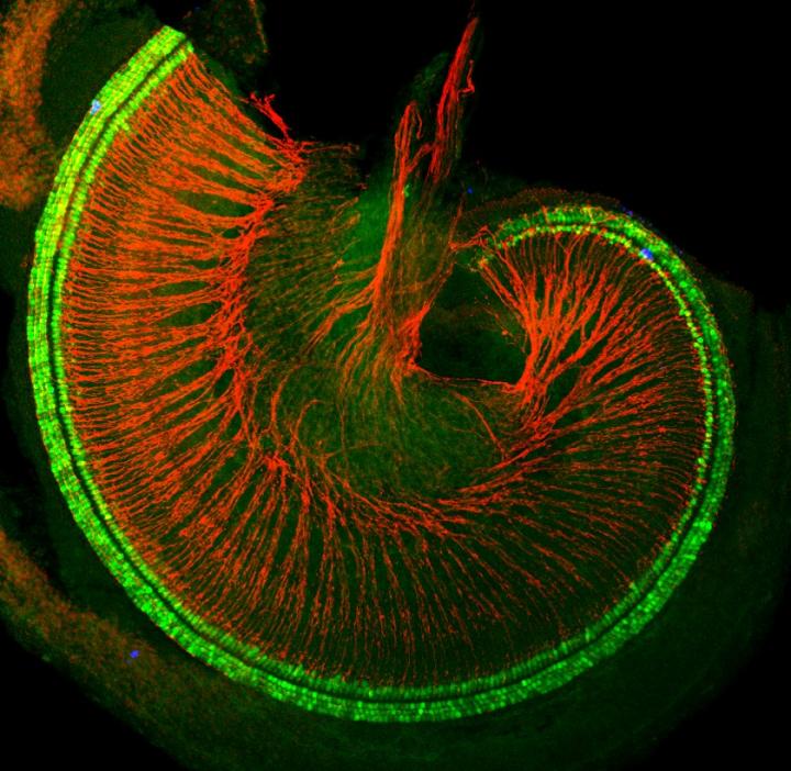 Mouse Cochlea