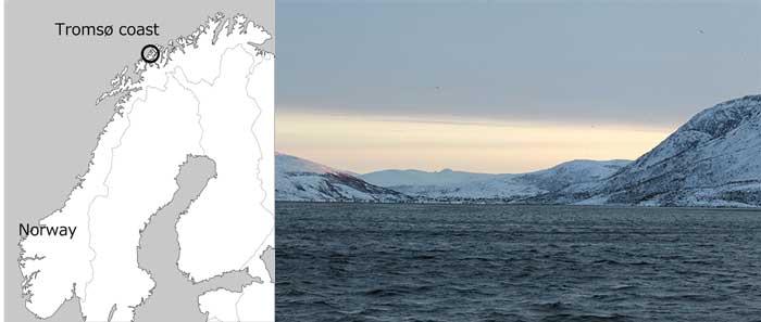 図1. 調査海域のトロムソ（左）とフィヨルドの風景（右）