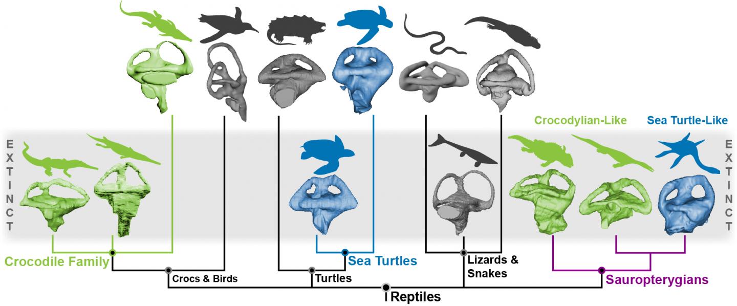 Evolutionary Tree Showing Relationship Between Sauropterygians and other Reptiles