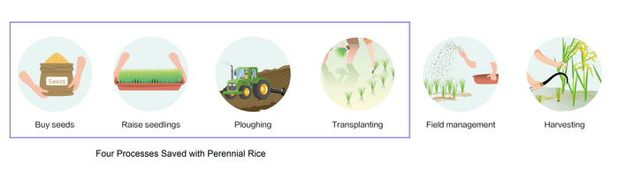 Six stages of rice production