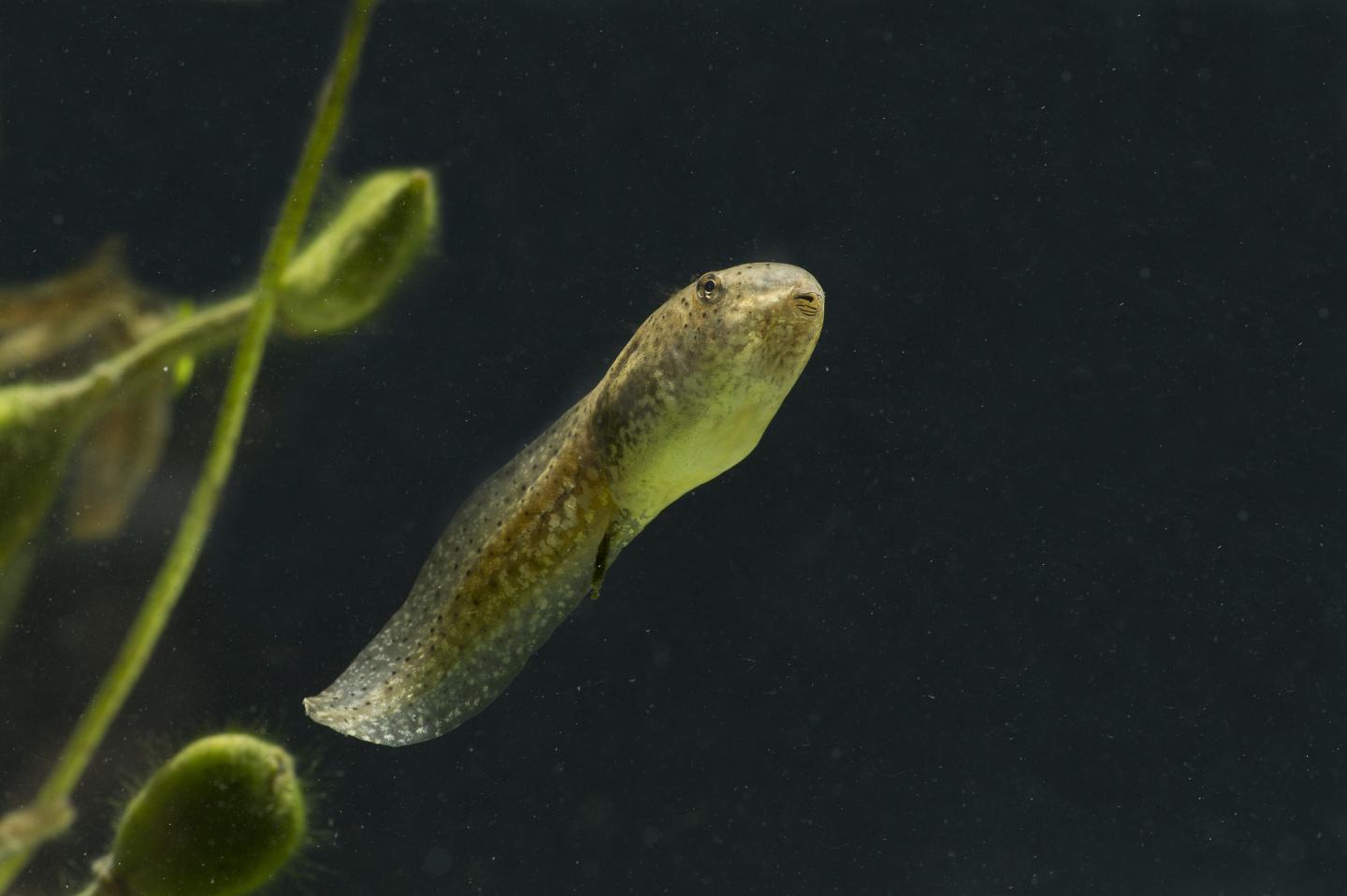 Bullfrog Tadpole