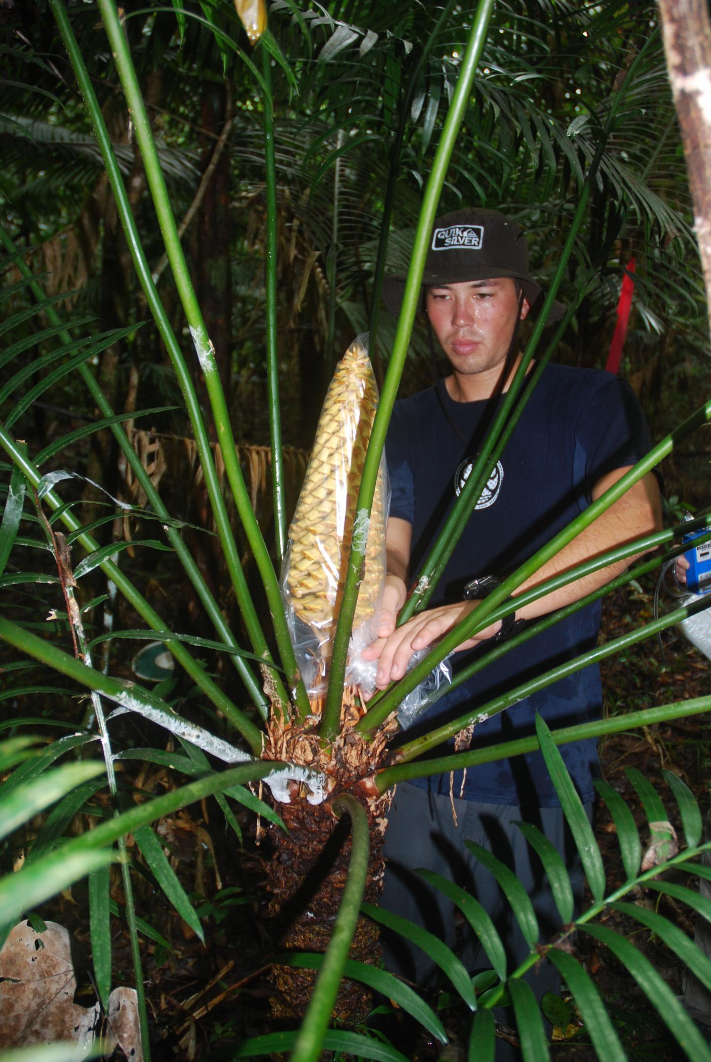 Research on Guam Cycads Reveals Pollinators