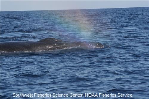 Humpback Whale