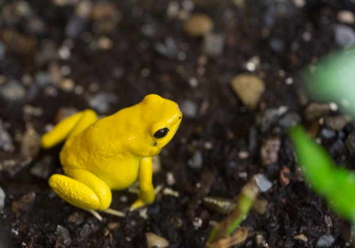 The golden poison frog, Phyllobates terribilis