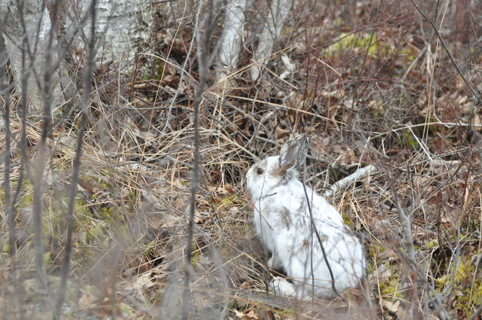 Radio-collared snowshoe hare