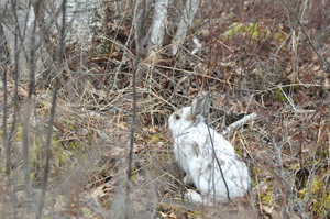 Radio-collared snowshoe hare