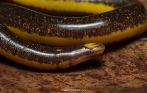 Caecilian 2