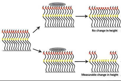 Protease-Protein Brush