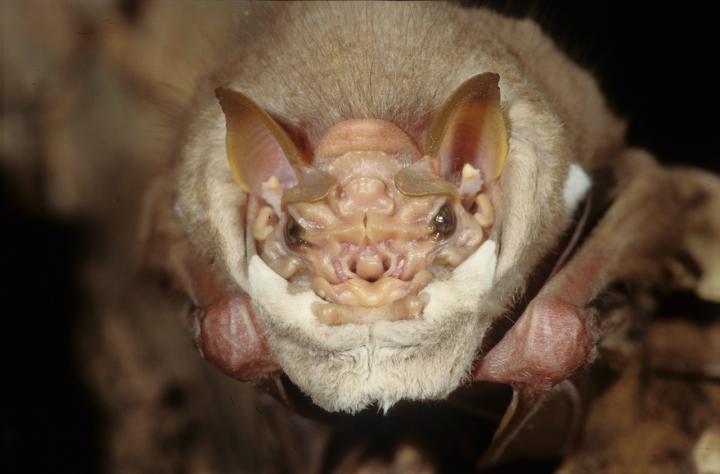 Wrinkle-Faced Male Bats Lower Face Masks To Copulate