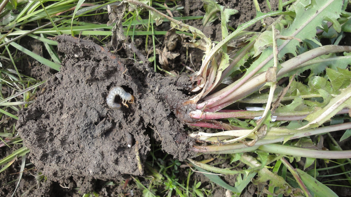 Larva on dandelion