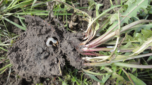 Larva on dandelion