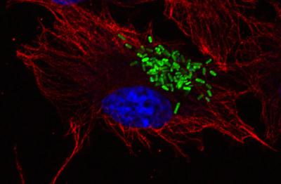 <i>Salmonella</i> Bacteria Invading a Red Blood Cell