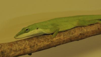 Wild Green Anole Lizard