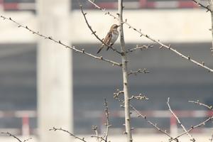 Dusky Thrush