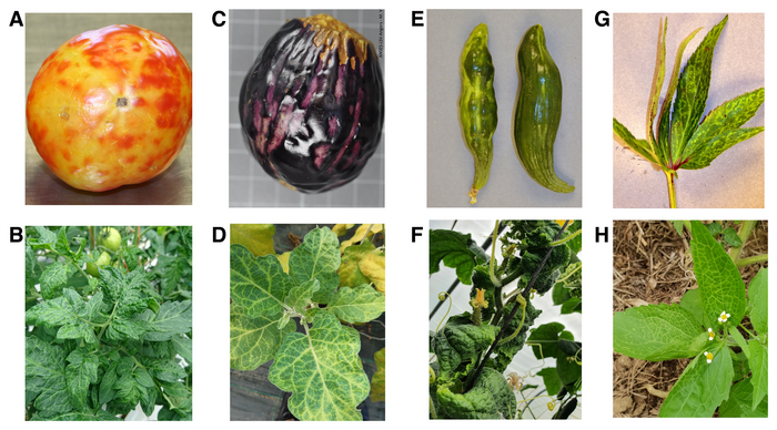 Pictures of plants infected with natural green spot virus (PhCMoV).