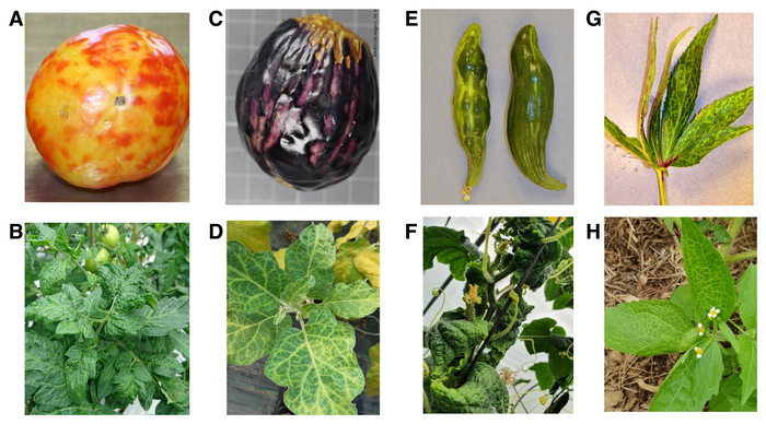 Pictures of natural Physostegia chlorotic mottle virus (PhCMoV)-infected plants.