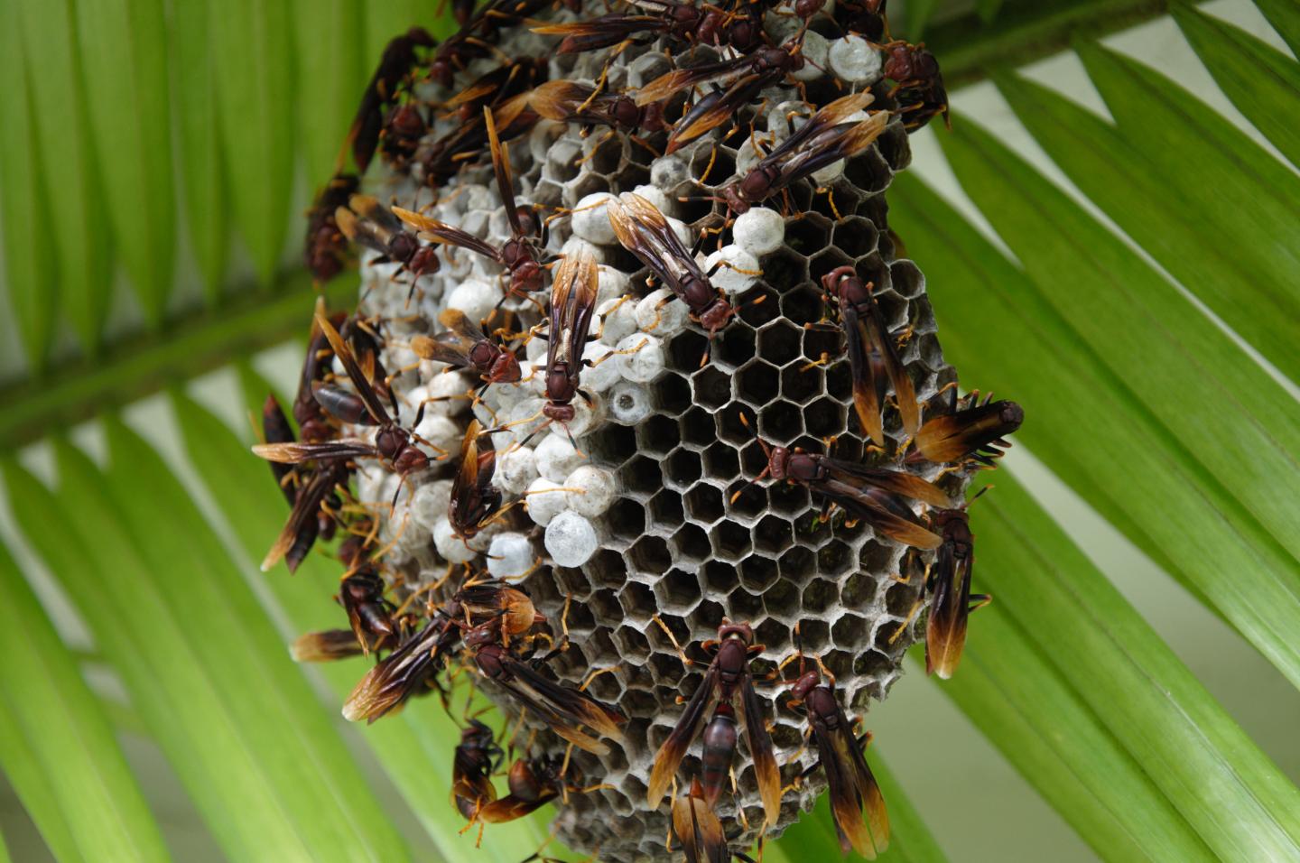 A Polistes Wasp Colony in Panama