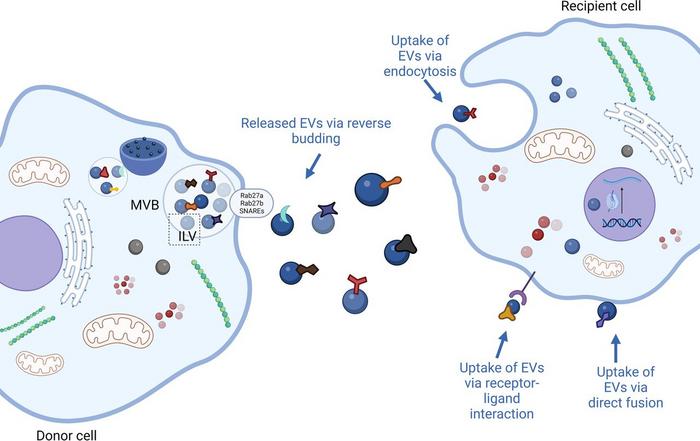 Biogenesis, release and uptake of EVs.