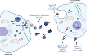 Biogenesis, release and uptake of EVs.