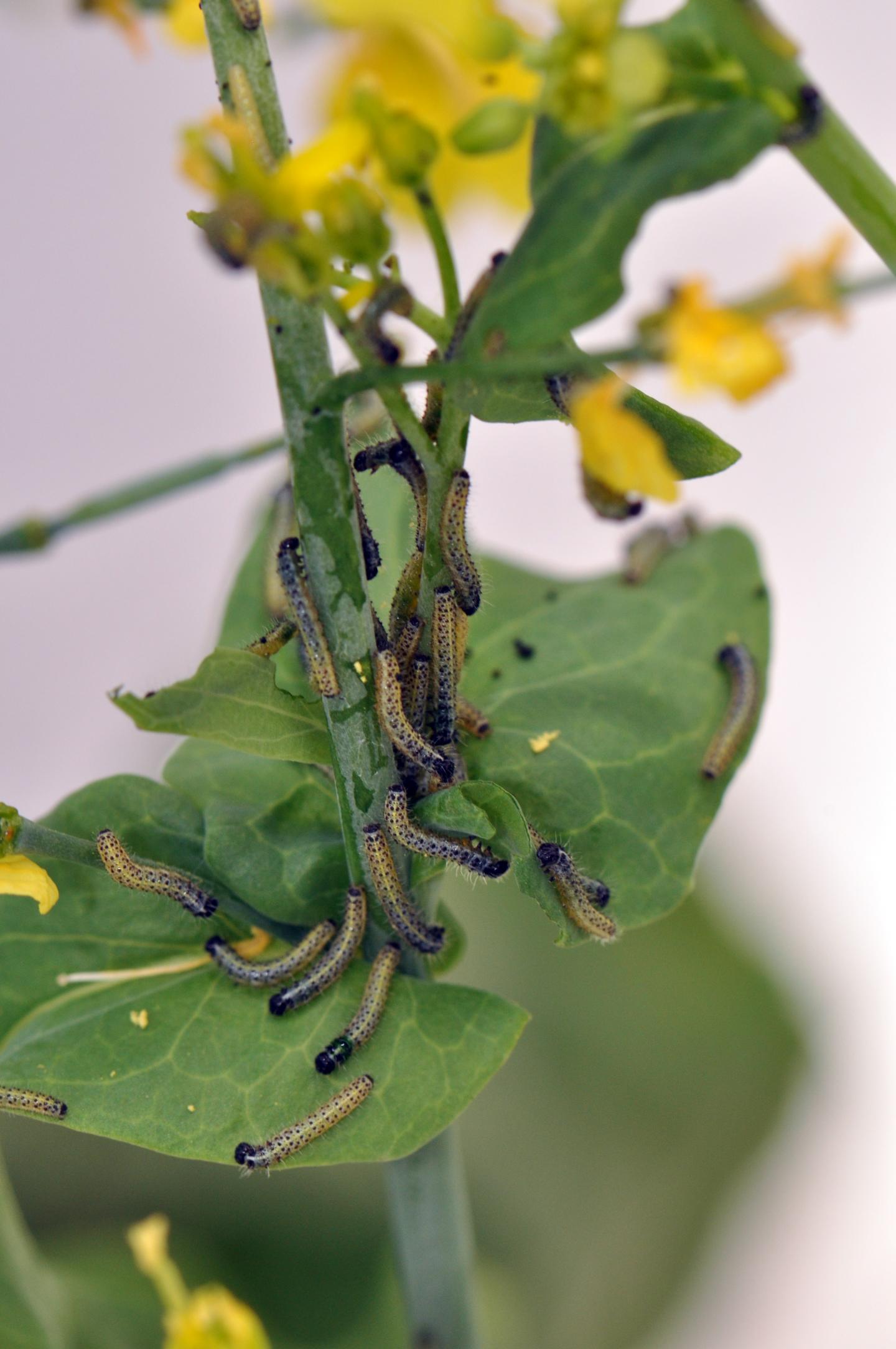 Caterpillar Infestation Impairs the Evolution of More Attractive Flowers in <Em>Brassica rapa</em>