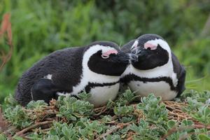 A pair of African Penguins (Spheniscus demersus) touching beaks.