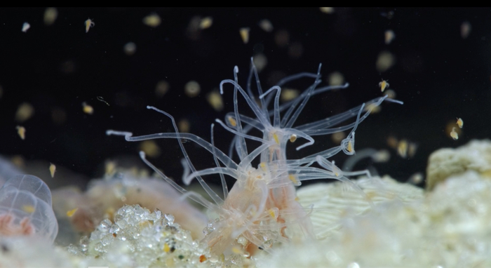 Starlet sea anemone Nematostella vectensis