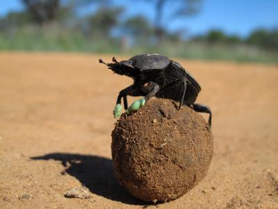 Dung Beetle with Boots On