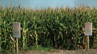 GMO Corn Field