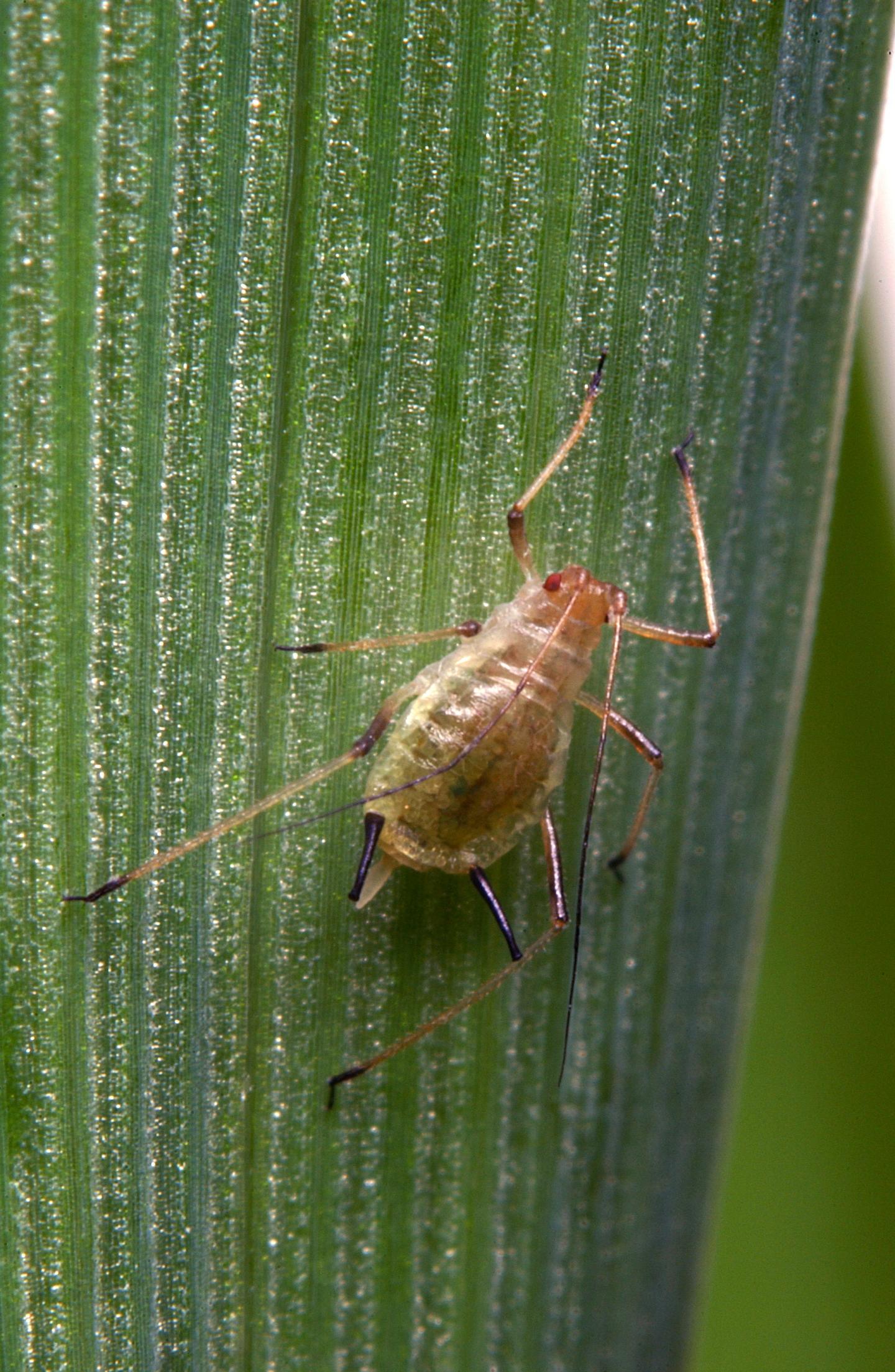 The English Grain Aphid (<em>Sitobion avenue</em>)