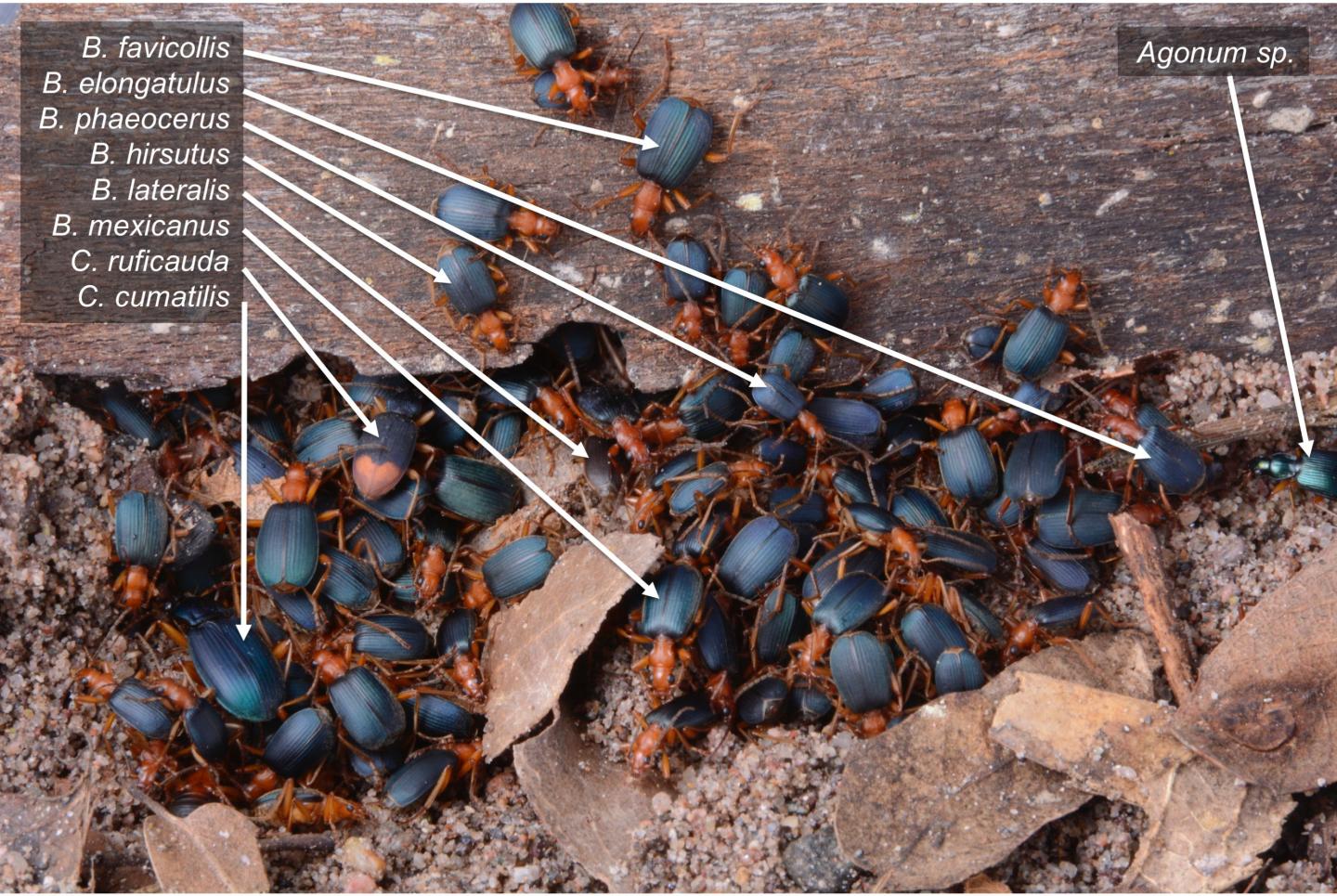 Ballistic Beetles Seek Safety in Numbers by Sheltering with Other Species