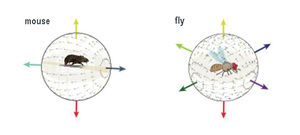 global motion pattern - mouse and fly