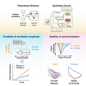 Working model outlining how three oscillations interact with each other and produce new dynamic behaviors