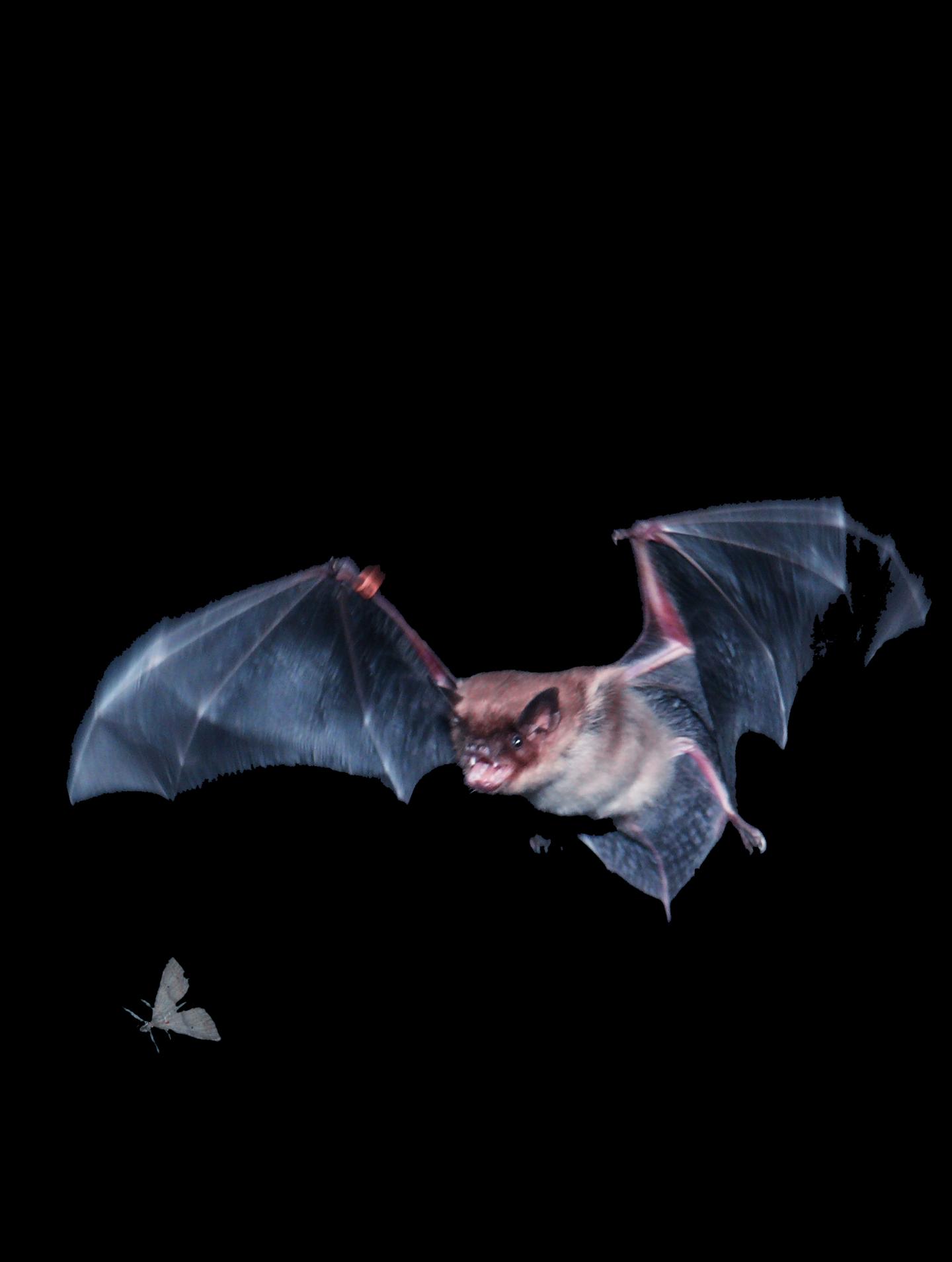 Bat Flight